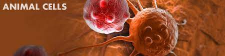 Plant cells are more similar in size and are typically rectangular or cube shaped. Animal Cells Basic Biology