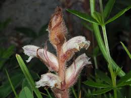 Image result for Orobanche minor