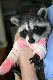 If that raccoon checks one bush every day, soon or later he is going to find your nest. Oh Hey What S This A Baby Raccoon With A Cast I M Sorry Did Your Heart Just Melt Baby Raccoon Pet Raccoon Cute Raccoon