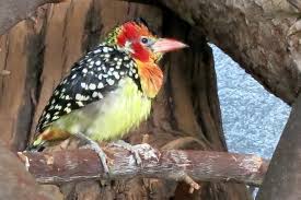 Informationen zu zoologischer garten hof. Flammenkopf Bartvogel Picture Of Zoologischer Garten Hof Tripadvisor