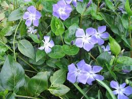 Image result for Vinca major