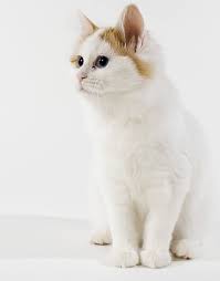 Turkish Van Cat A Complete Guide To An Amazing Breed In 2020 Turkish Van Cats Cats Cat Diseases