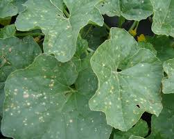 We did not find results for: Reasons For White Spots On Leaves
