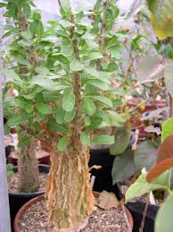 Image result for Sesamothamnus lugardii