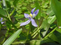 Image result for Pontederiaceae