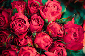 2.5k likes · 7 talking about this. Naturel Rose Rouge Frais Bouquet Fleur De Gros Plan Rose Stock Photo Crushpixel