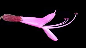 Image result for Syncolostemon elliottii