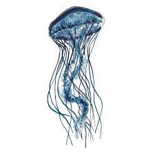We did not find results for: Ali Elly On Twitter Jellyfish Drawing Blue Design Https T Co D2hlqbphli