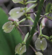 Image result for Liparis mulindana