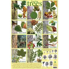 We did not find results for: Educational Posters For Children Familiar Trees Chart Poster