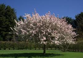 Image result for Kraussia floribunda