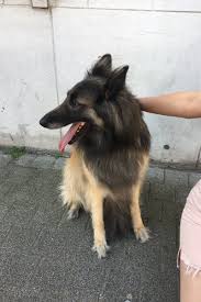 ❤️ de grootste dierenvrienden van mechelen info@dierenbeschermingmechelen.be tag ons! Babi Spyce On Twitter Wij Hebben Deze Middag Een Hond Gevonden Aan Donkerlei Mechelen De Hond Is Intussen Naar De Dierenbescherming Mechelen Gebracht Het Is Een Teefje Iemand Weet Wie De Eigenaar
