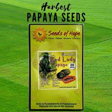 Harbest PAPAYA Seeds RED LADY 20 pcs | Shopee Philippines