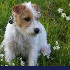 Weight loss should be slow and steady. Pancreatic Cancer Adenocarcinoma In Dogs Petlifesa