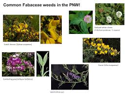 Image result for Fabaceae subfamily Papilionoideae