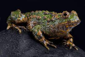 REPTILES4ALL | Small-webbed bell toad,Bombina microdeladigitora