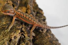 Check spelling or type a new query. Baby Dunner Red Translucent Leatherback Bearded Dragons For Sale