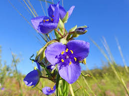 Wild flowers is under mandated closure through april 30th, but we are accepting call in orders. Protrails Wildflowers Of The Colorado Front Range Photo Gallery Boulder Denver Golden Fort Collins Lyons Colorado