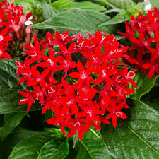 Image result for Pentas herbacea