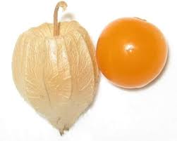 Image result for Physalis pubescens