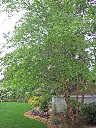 River Birch Trees For Sale Near Me Rolland Asley Pools And Landscaping Ideas Using River Birch River Birch Trees Backyard Plan River Birch