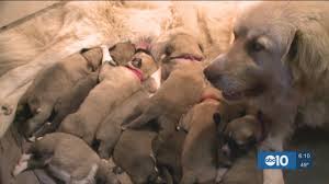 They're a perfect fit for fans of big dogs. After Disappointment 14 Puppies Born To Family Dog Wusa9 Com