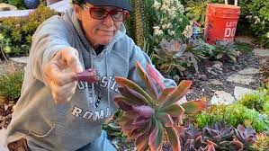 Image result for Synadenium cameronii