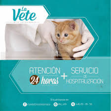 Itagüí Veterinaria - La Vete Clinica Veterinaria