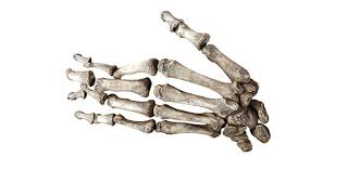 Human bone is made of the mineral: Short Quiz On Bones Practice Proprofs Quiz