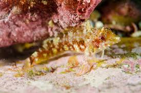 Image result for Enneapogon pretoriensis