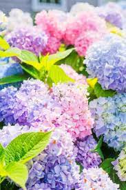 New Additions To Nantucket Print Shop Design Darling In 2020 Watercolor Flowers Tutorial Hydrangea Not Blooming Flower Background Wallpaper