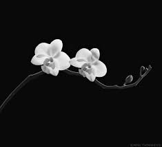 Background Black And White Floral Wallpaper Living Loving Black And White Flowers Black And White Aesthetic White Photography