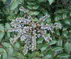 If you'd like to plant your own holly bush, just. Holly Leaves Berries Free Photo On Pixabay