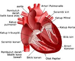 Coretan Guru Sistem Peredaran Darah Pada Manusia