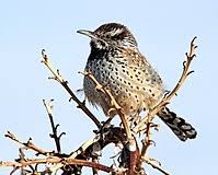 Most cacti do better in smaller pots, as they don't like sitting in water for too long. Cactus Wren Wikipedia
