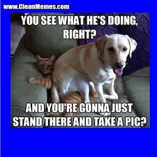 Find and save clean cat and dog memes | from instagram, facebook, tumblr, twitter & more. Cat Memes Clean Memes The Best The Most Online Page 5 Happy Birthday Funny Cats Cat Memes Clean Funny Cat Memes