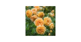 Image result for Margaretta rosea