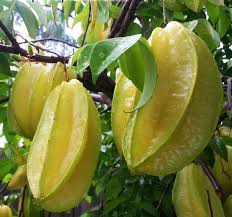 The star fruit tree is a sub tropical species that is said to have fruit like and apple and grape with citrus undertones. Star Fruit Giant Siam Ross Creek Tropicals Tropical Fruit Trees For Sale