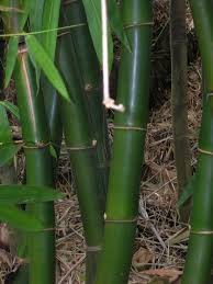 Image result for Bambusa vulgaris