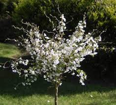 Maybe you would like to learn more about one of these? Ten Trees Suitable For Small Gardens It S Time To Plant Buy Trees Shrubs Perennials Annuals House Plants Statues And Furniture