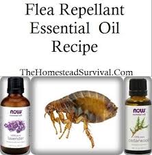 Flea Repellant Essential Oil Recipe The Homestead Survival Essential Oils Dogs Flea Repellent Oils For Dogs