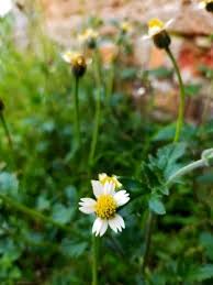 Image result for Tridax