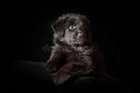 I still have 1 girl available and ready to go now. Black Long Haired German Shepherd Puppy On Black Stock Photo Image Of Color Mammal 132154272