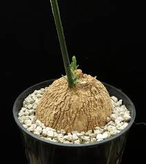 Image result for Monadenium pseudoracemosum