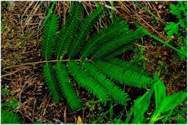 Image result for Albizia isenbergiana