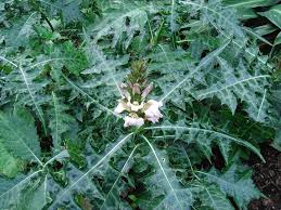 Image result for Acanthus montanus