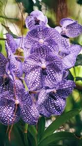Piante con fiori viola elenco fotografico con numerosi approfondimenti delle più belle piante che producono fiori di colore viola , violetto, fuscia e sfumature simili. Nomi Di Fiori Viola
