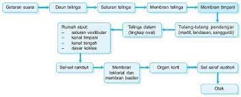 Sepanjang tidak dipersyaratkan harus bh, dapat langsung mengadakan kontrak bisnis dengan mitra/pihak ke 2. Sistem Akustik Pada Manusia Dan Ruangan By Rifky Fauzi Medium