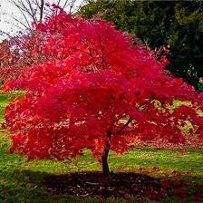 Flame Amur Maple Shrub Red Maple Tree Flowering Trees Pretty Trees