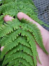 Image result for Macrothelypteris